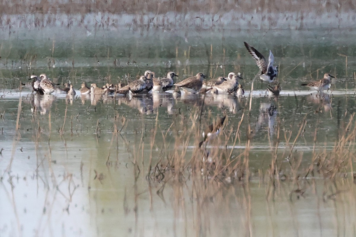 Black-bellied Plover - ML616755164