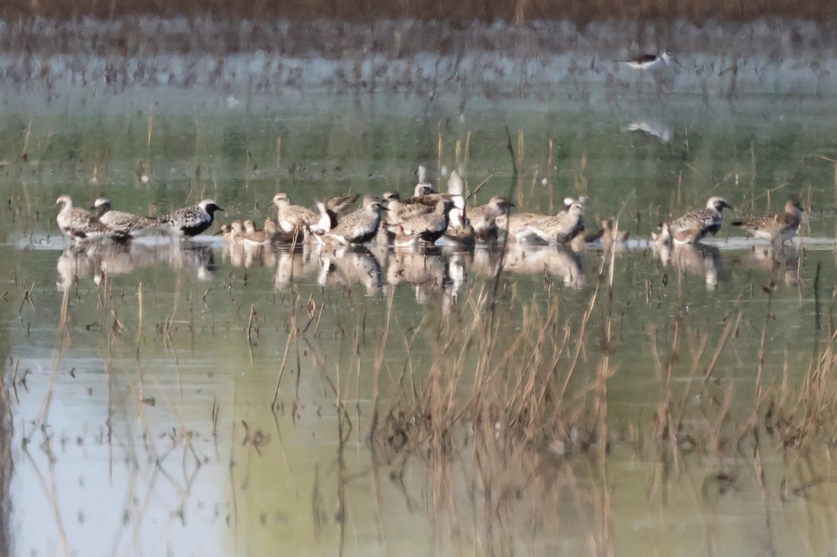 Black-bellied Plover - ML616755165