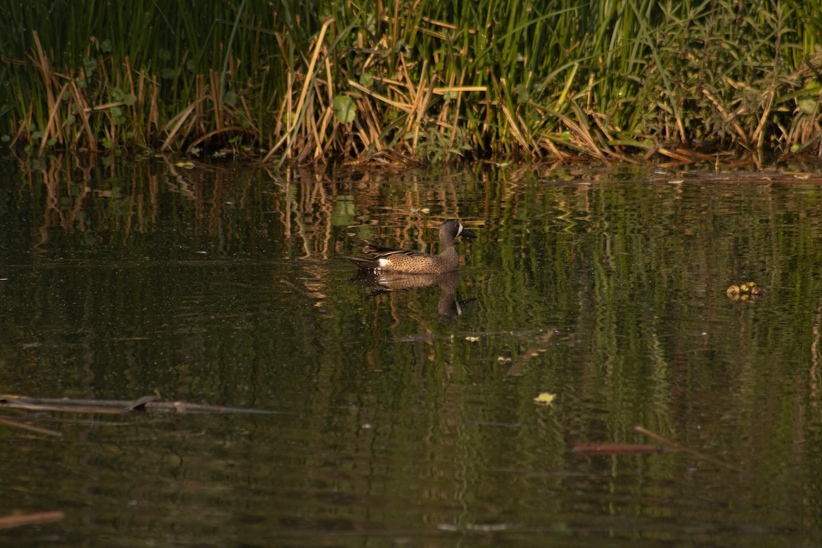 Blue-winged Teal - ML616755173