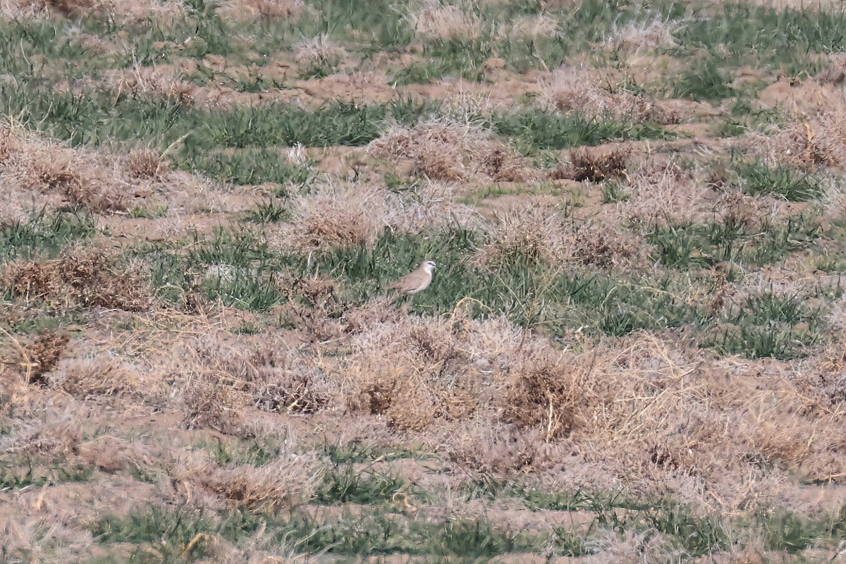 Mountain Plover - ML616755197