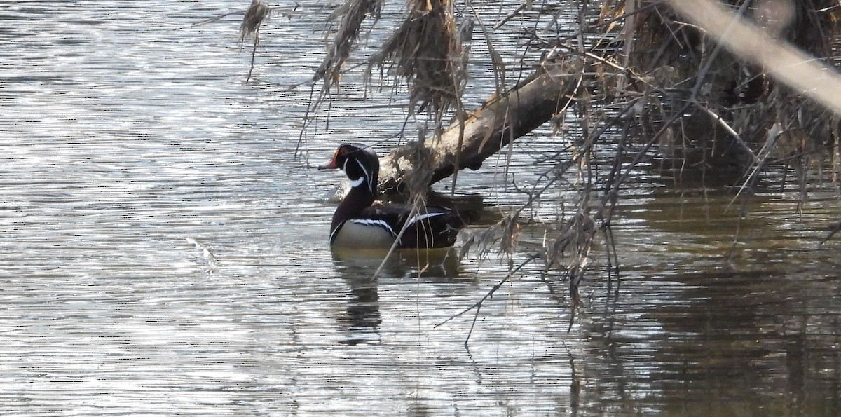 Wood Duck - Jean W. Côté