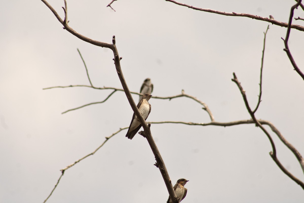 Northern Rough-winged Swallow - ML616755263