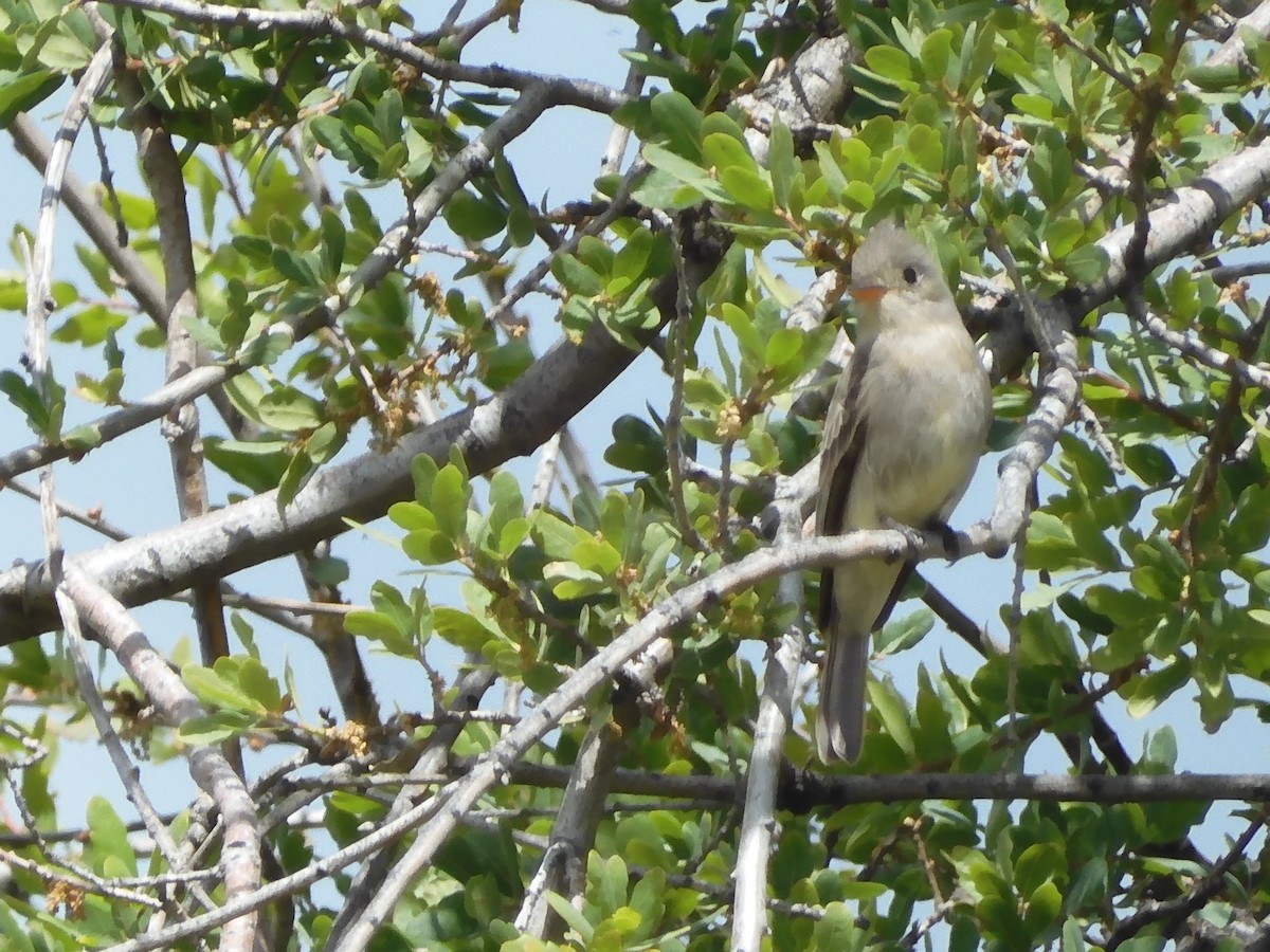 Greater Pewee - ML616755271