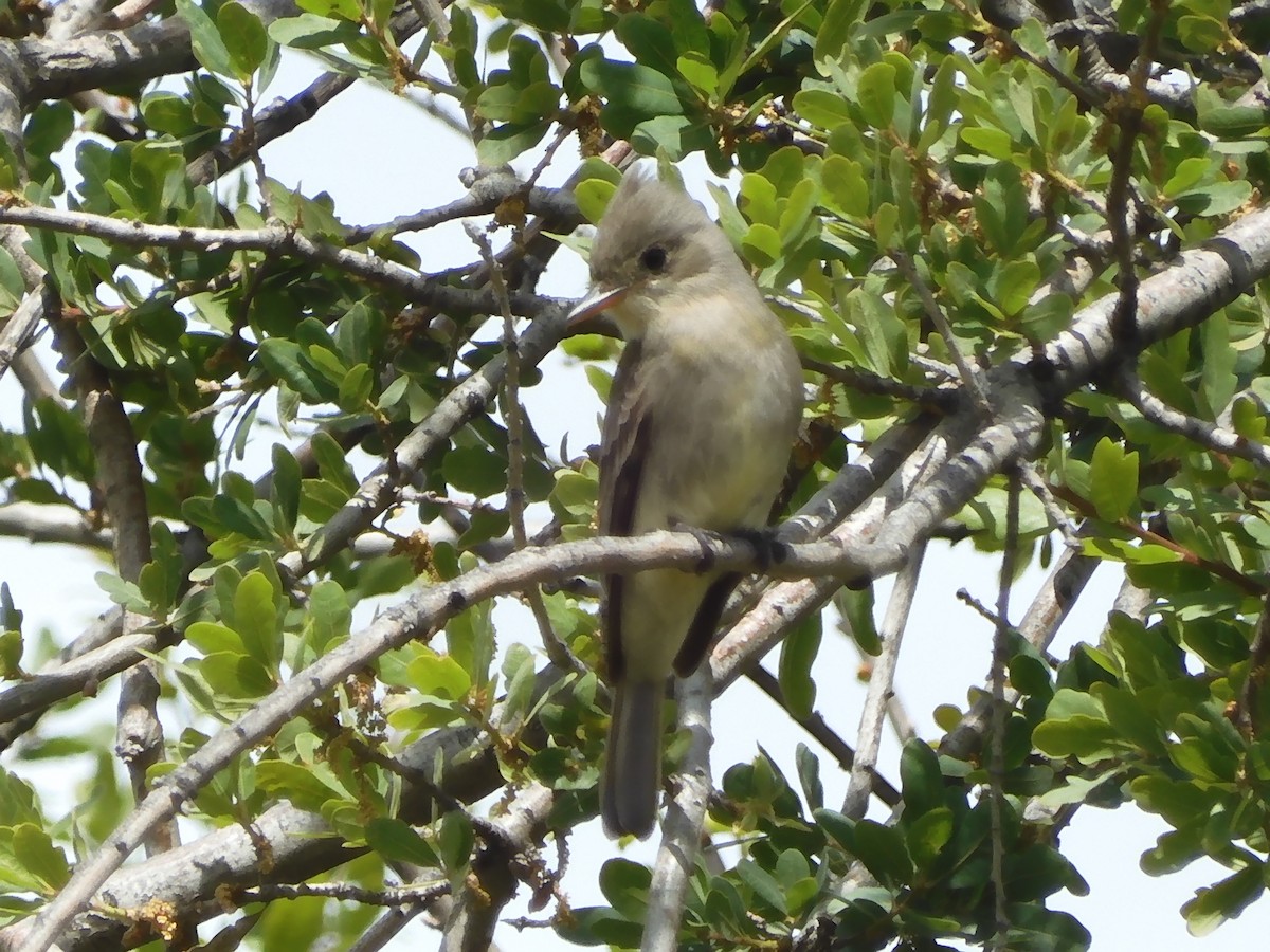 Greater Pewee - ML616755274