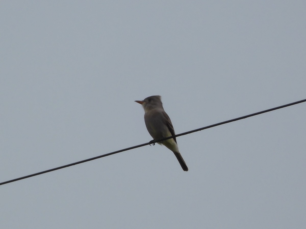 Greater Pewee - ML616755285
