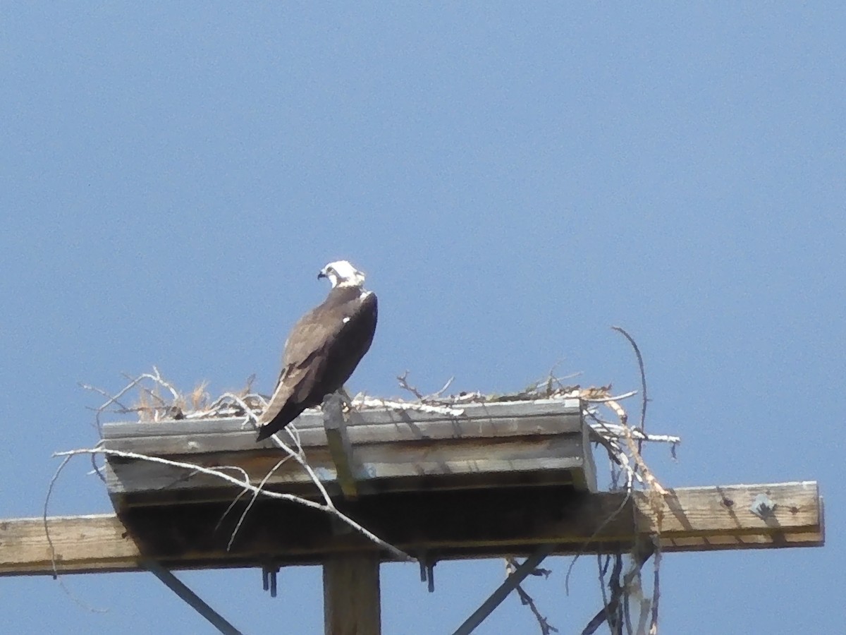 Osprey - ML616755289