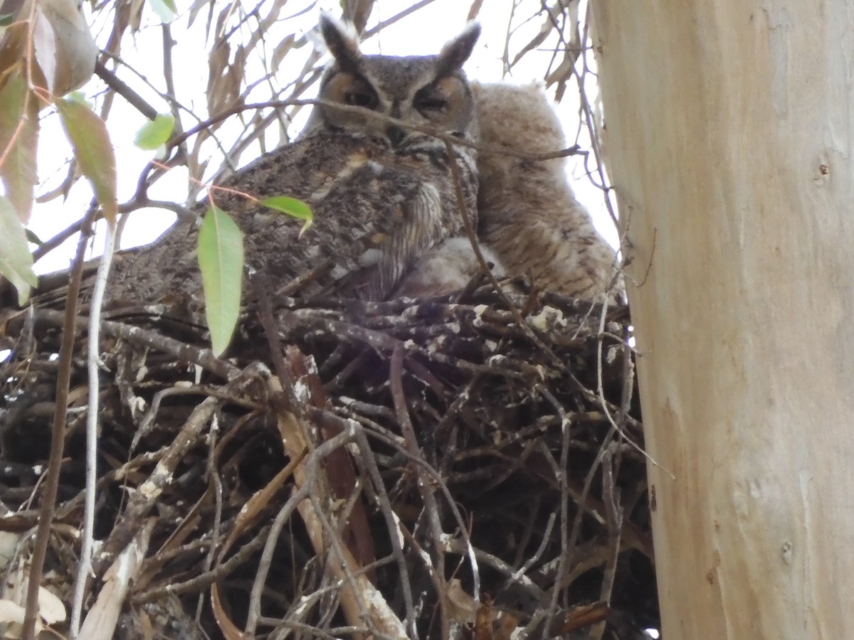 Great Horned Owl - ML616755300