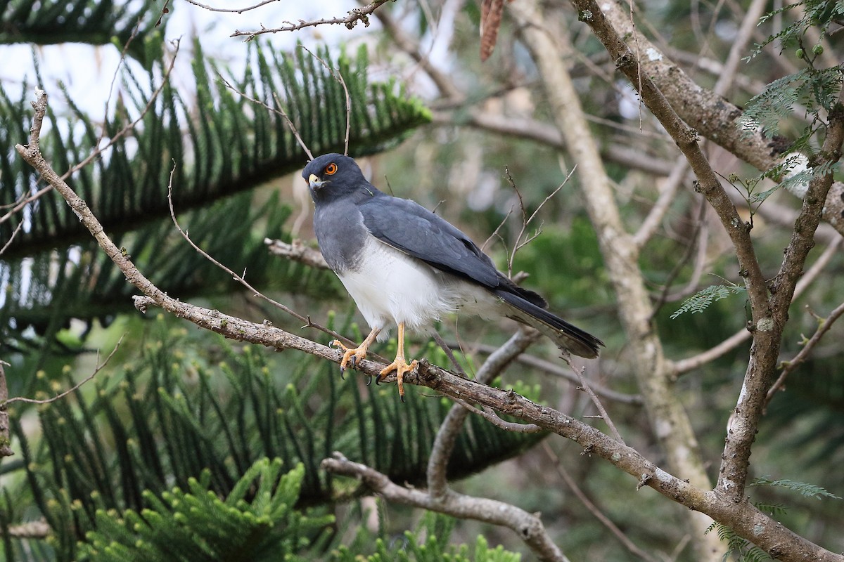 New Caledonian Goshawk - ML616755323