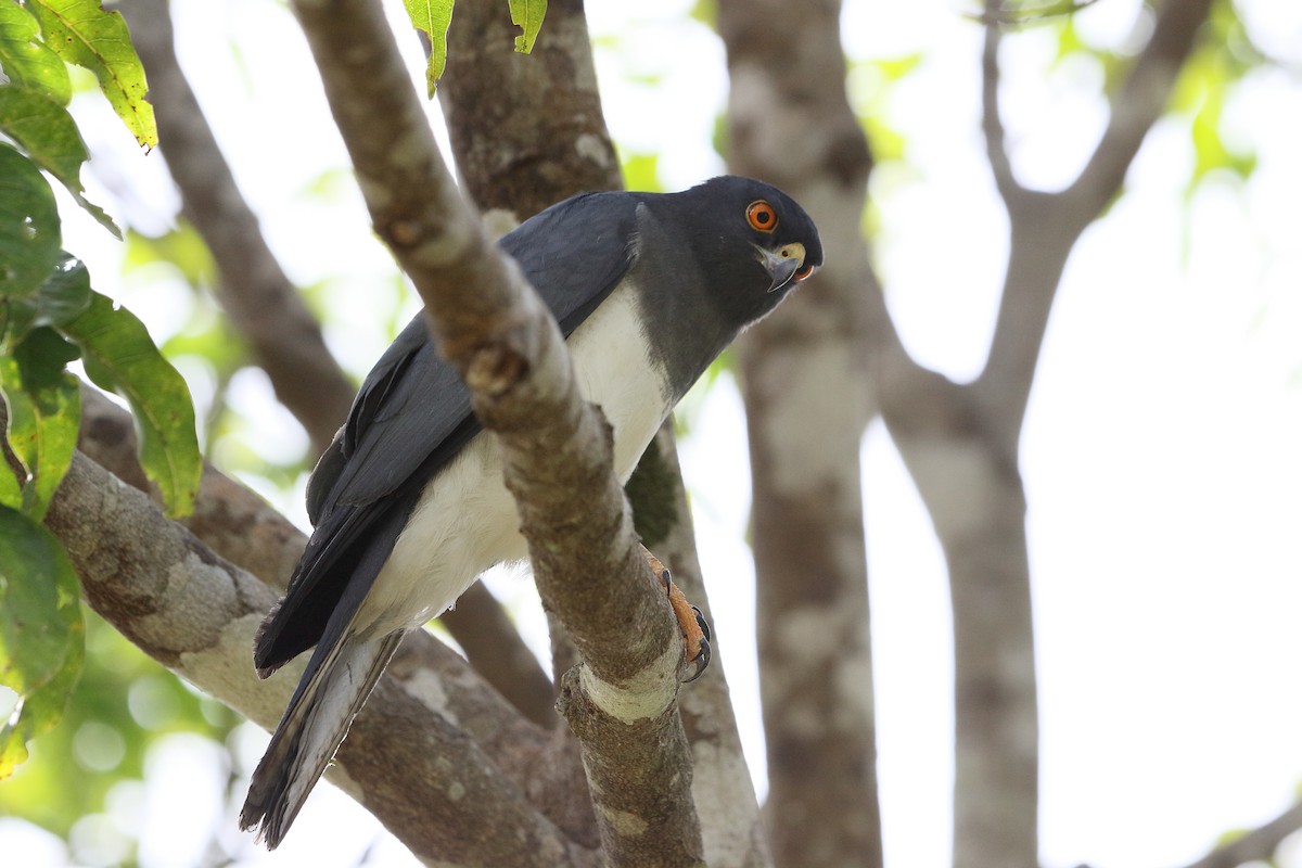 New Caledonian Goshawk - ML616755325