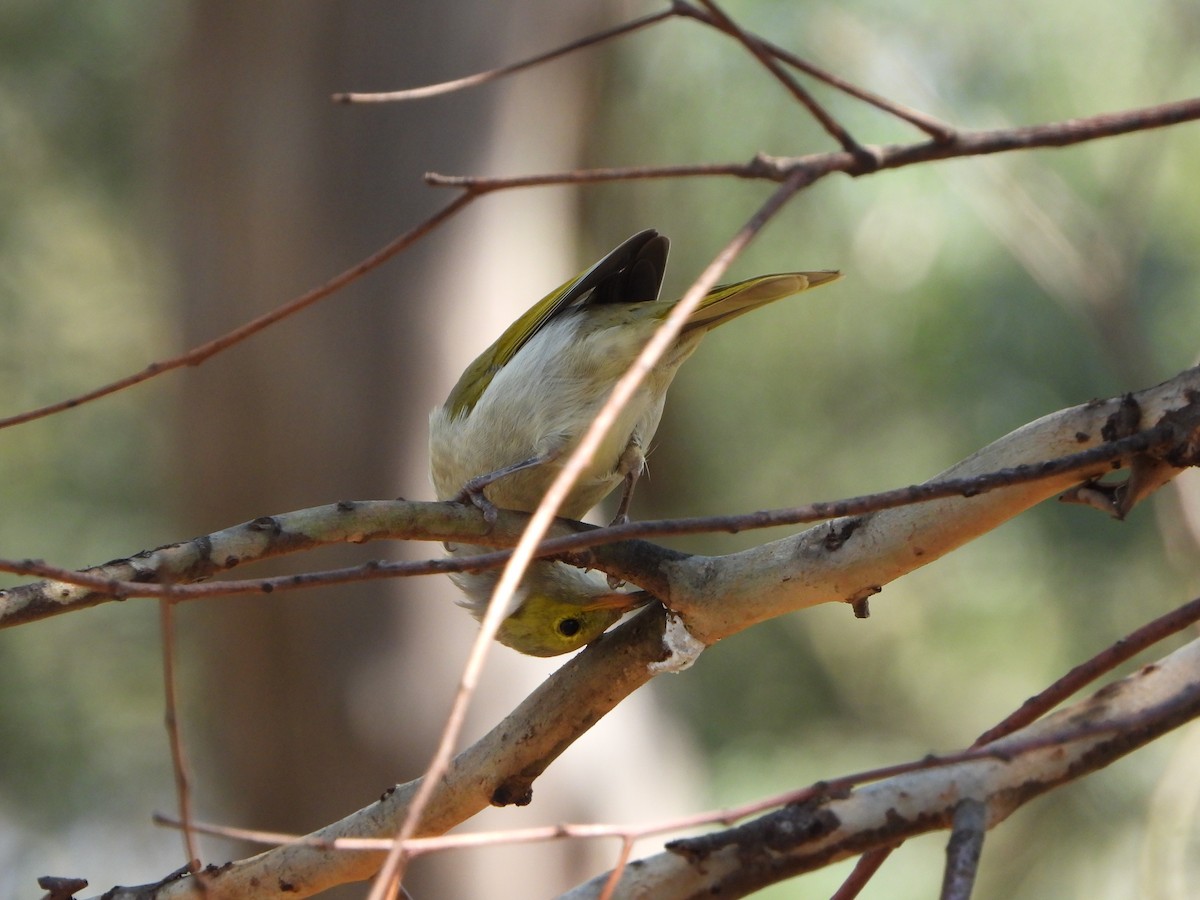 White-plumed Honeyeater - ML616755330