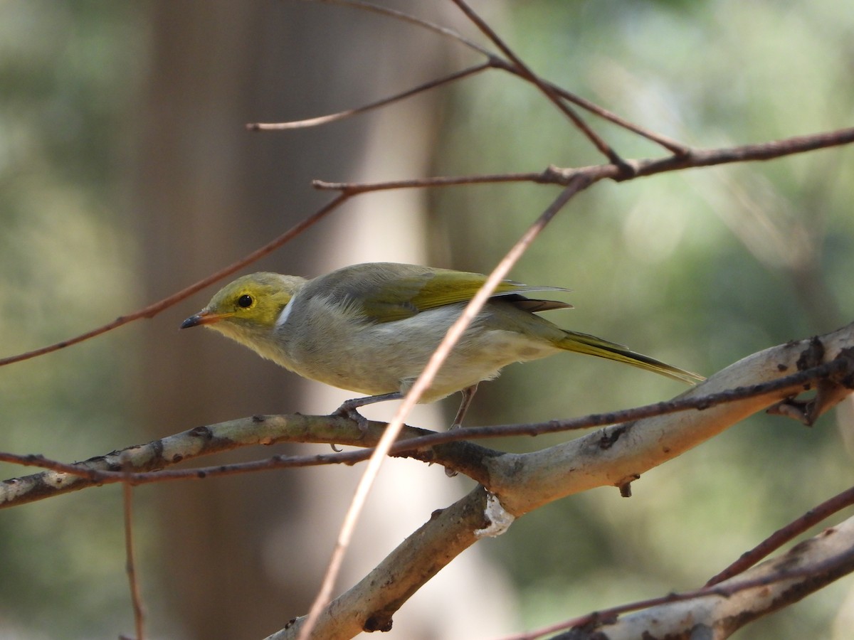 White-plumed Honeyeater - Andrew Guy