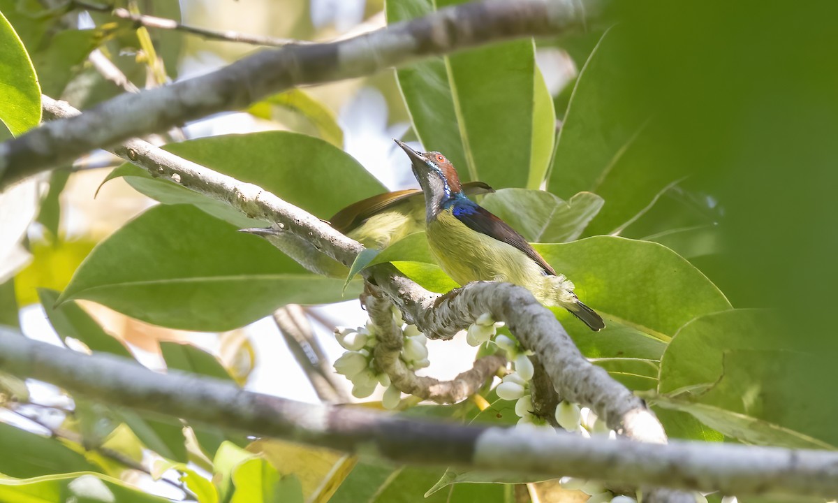 Gray-throated Sunbird - ML616755337