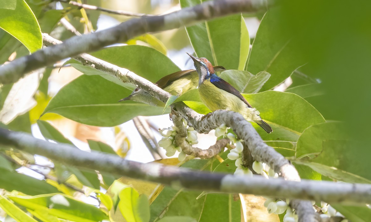 Gray-throated Sunbird - Paul Fenwick