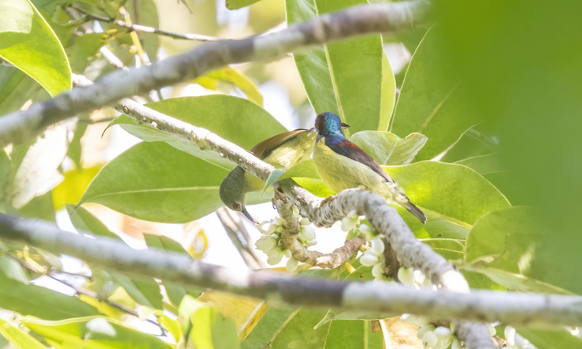 Gray-throated Sunbird - Paul Fenwick