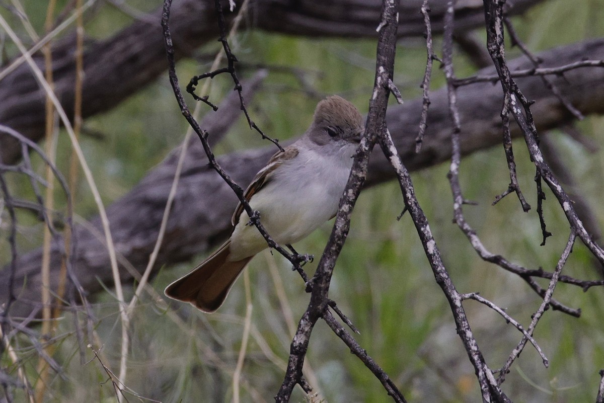 Ash-throated Flycatcher - ML616755361