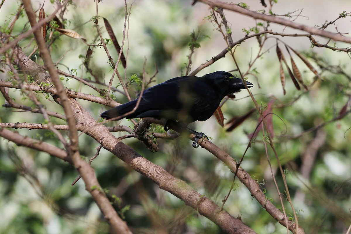 Corbeau calédonien - ML616755380