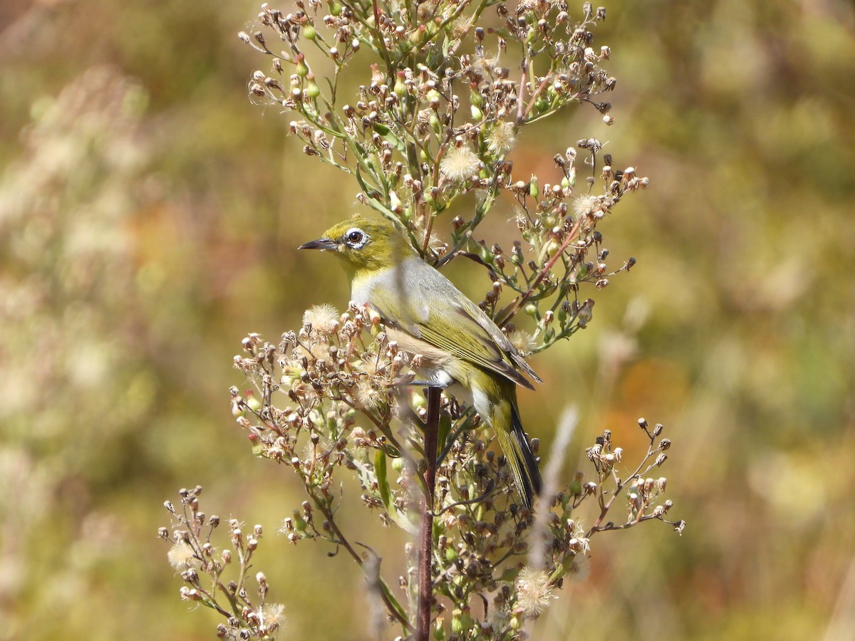 Silvereye - ML616755410