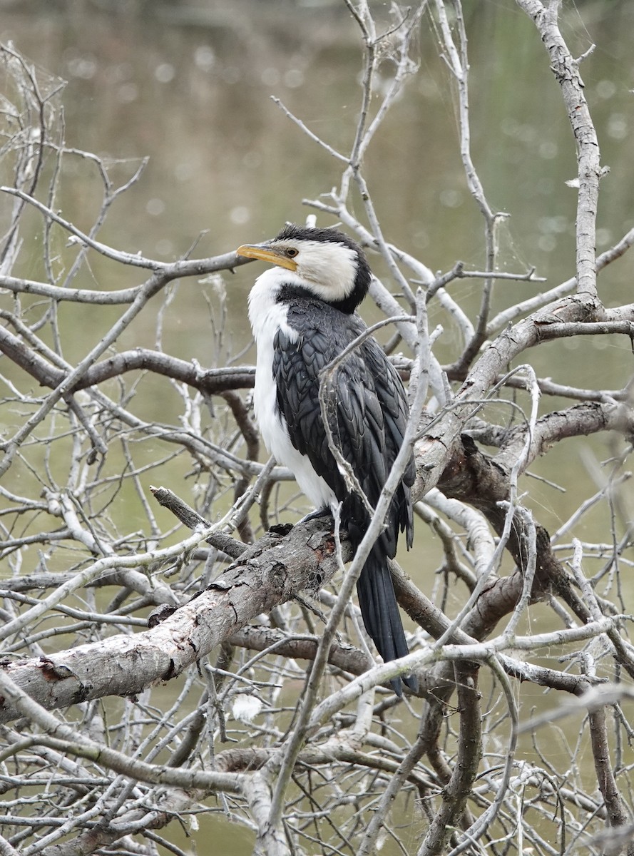 Little Pied Cormorant - ML616755415