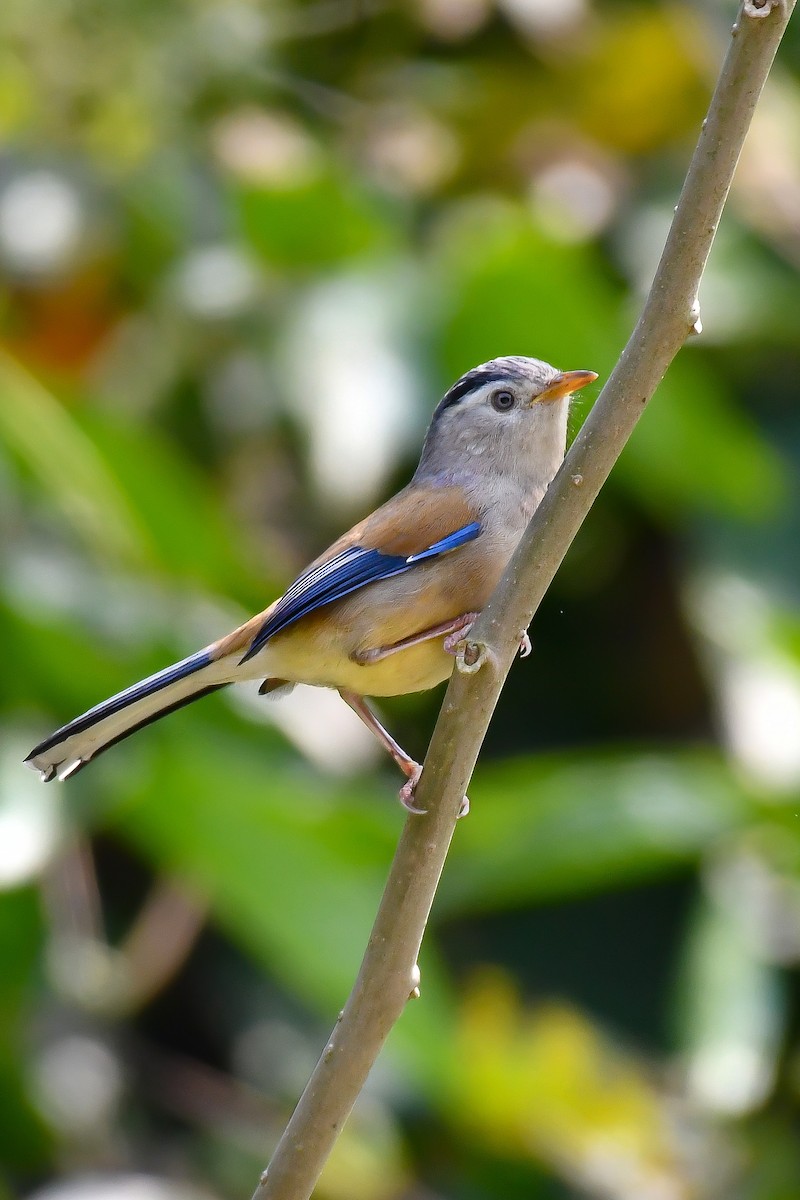 Actinodure à ailes bleues - ML616755416