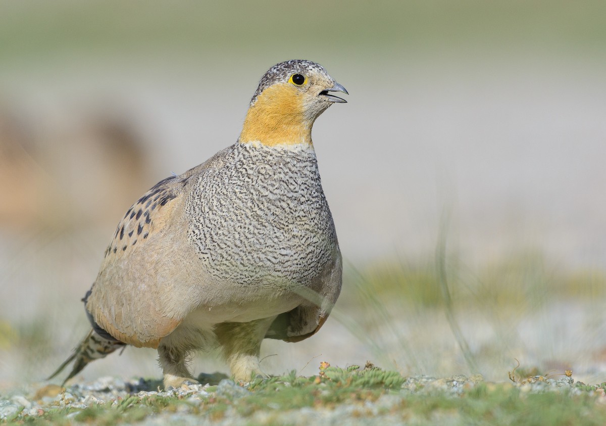 Tibetan Sandgrouse - Poojan Gohil