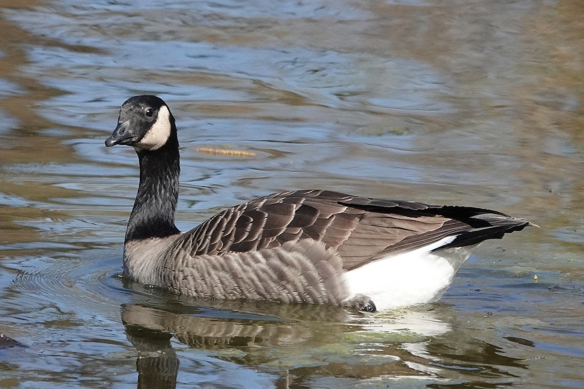 Cackling Goose - Darlene Betat