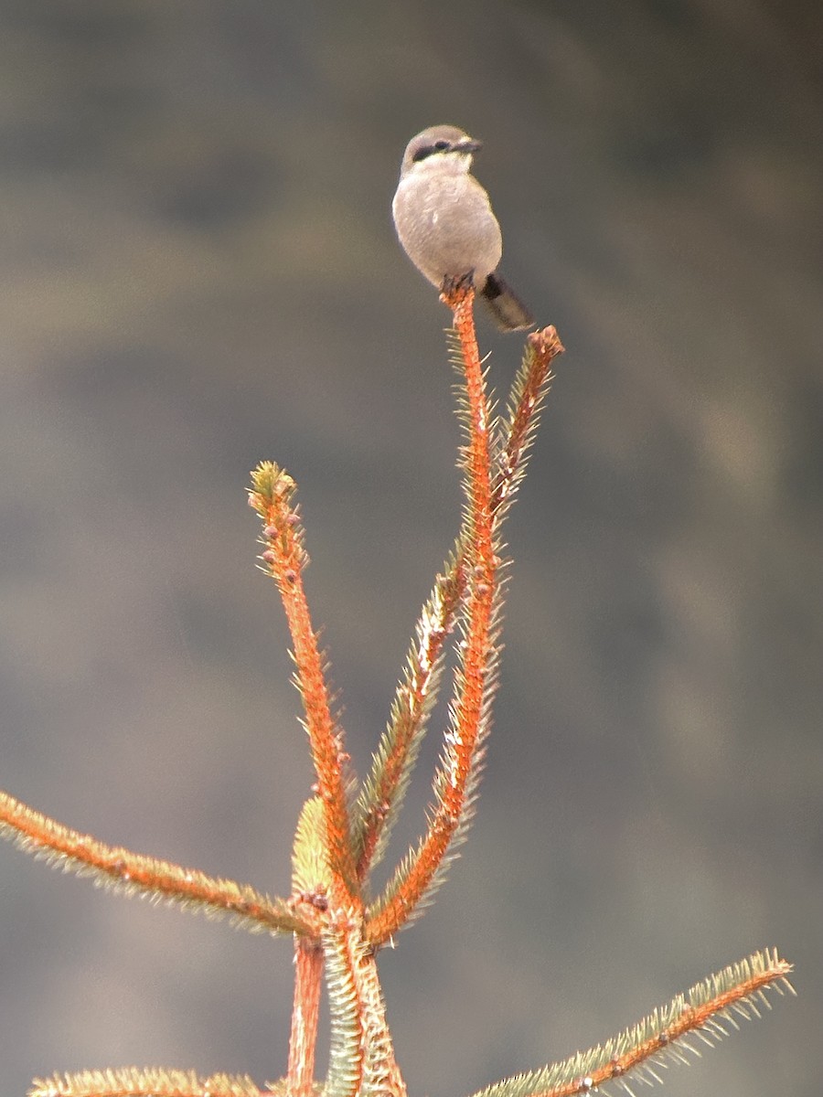 Northern Shrike - Detlef Buettner