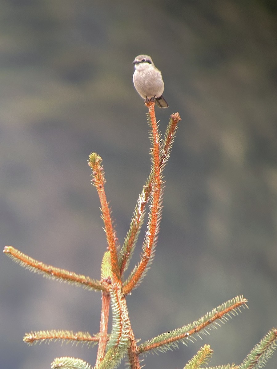 Alcaudón Boreal - ML616755463