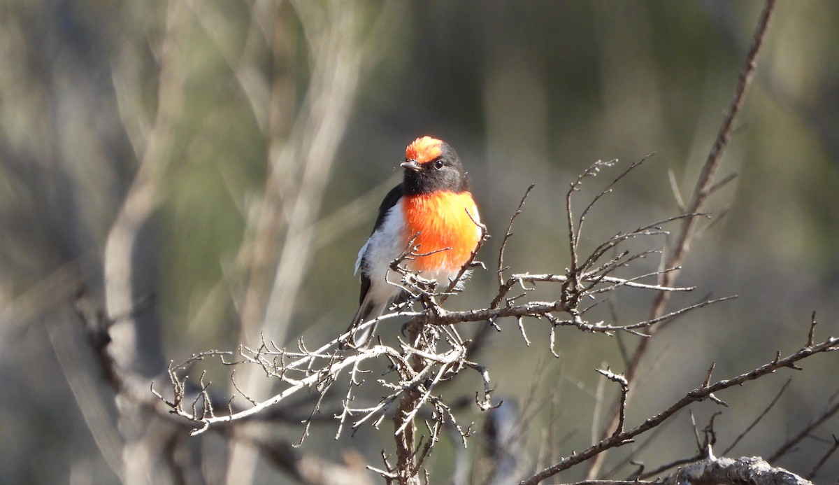 Red-capped Robin - ML616755505