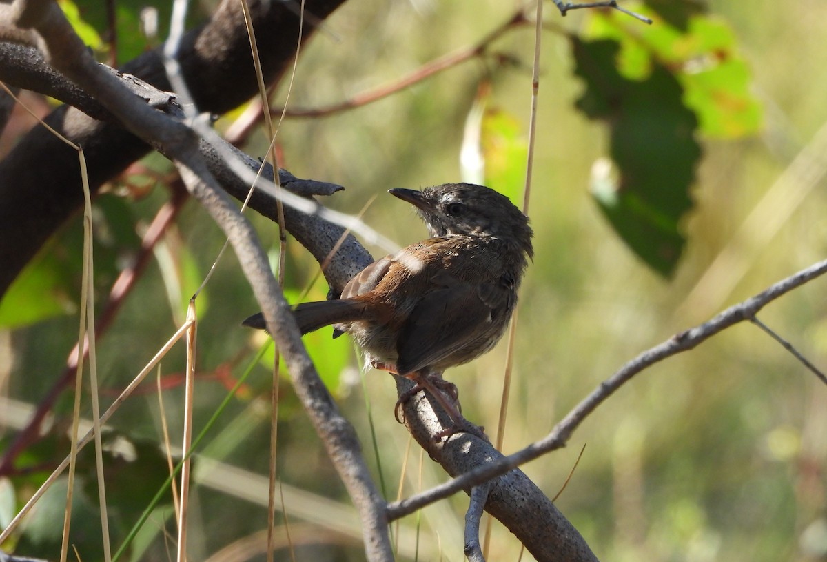 Chestnut-rumped Heathwren - ML616755528