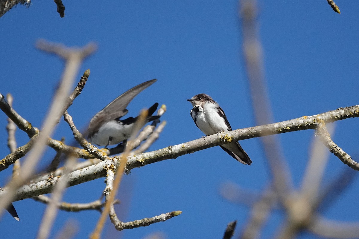 Tree Swallow - ML616755549