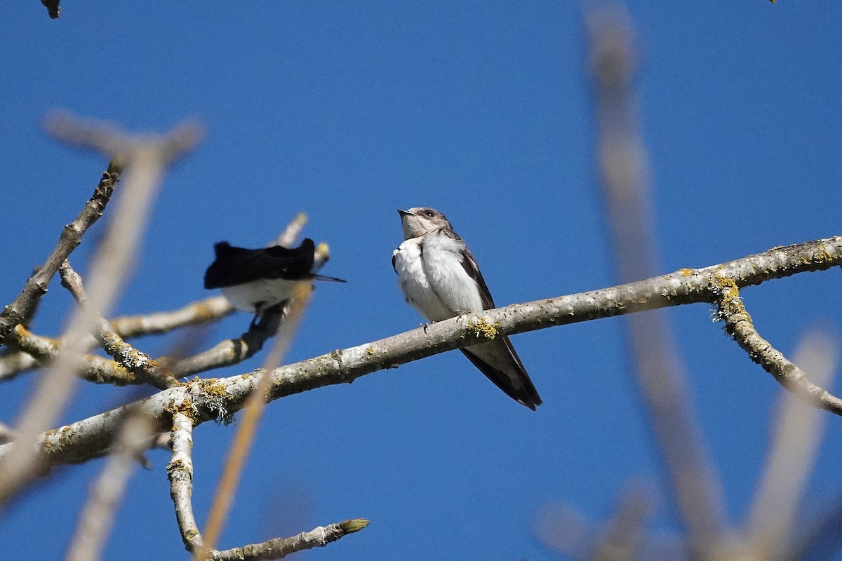 Golondrina Bicolor - ML616755550