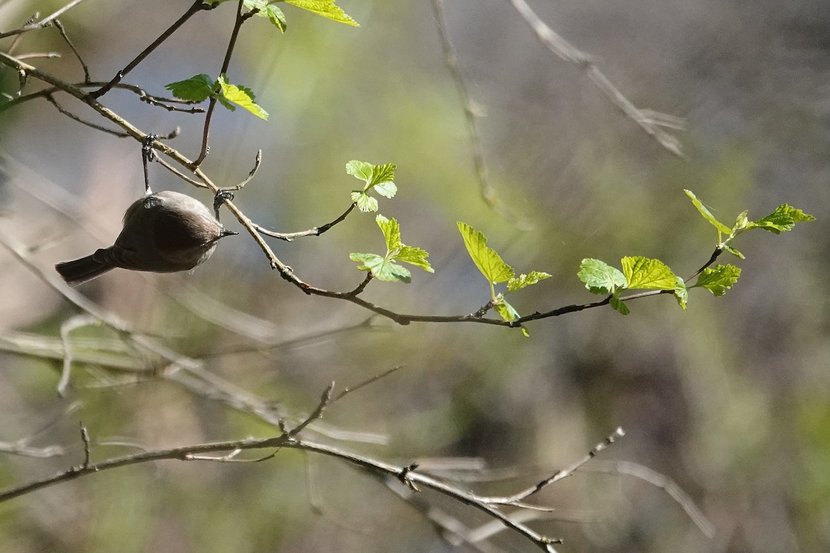 Bushtit - Darlene Betat