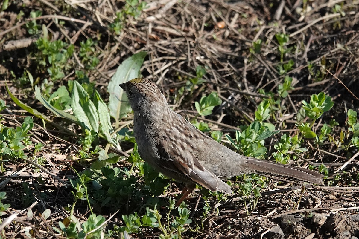 Golden-crowned Sparrow - ML616755608