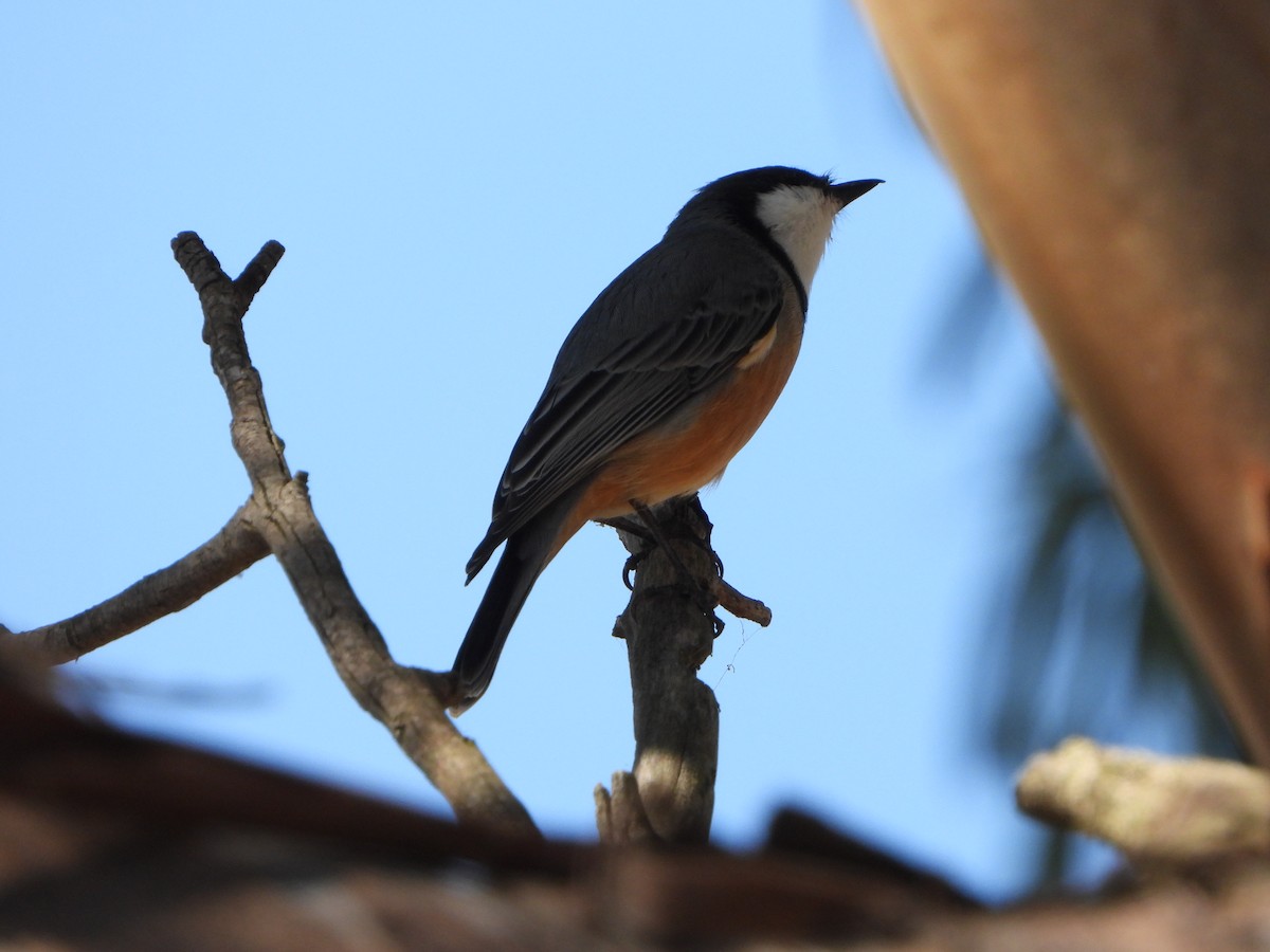 Rufous Whistler - ML616755676