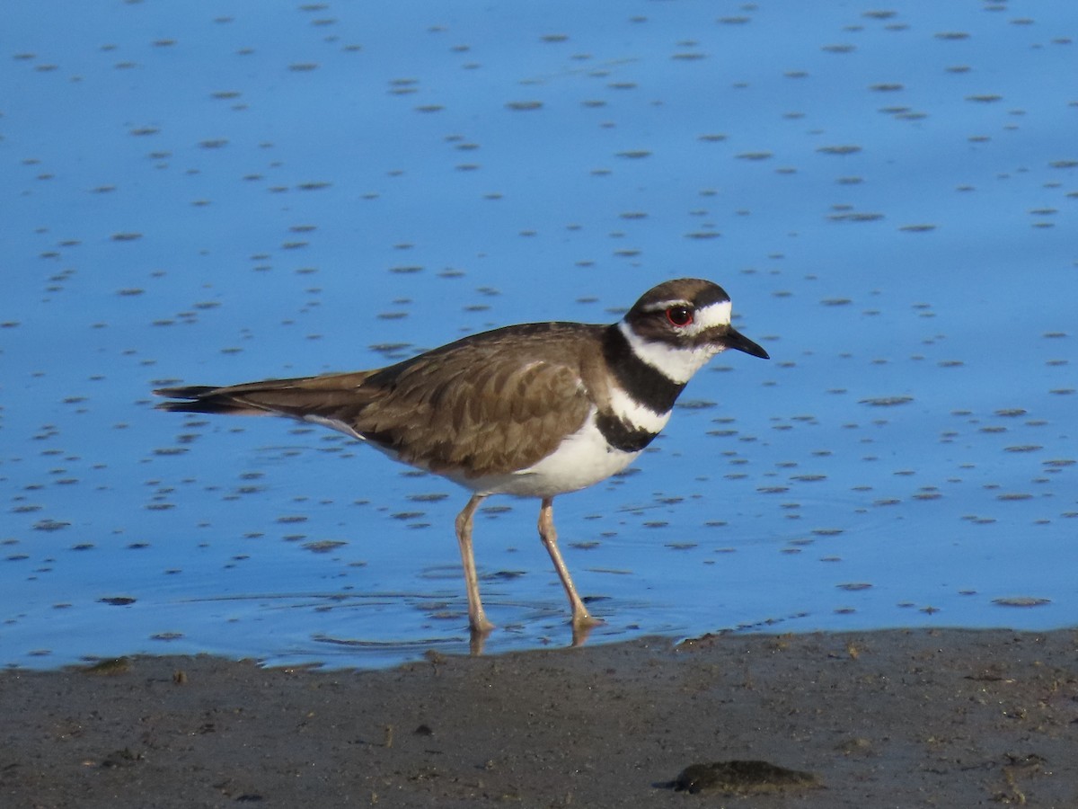 Killdeer - ML616755736