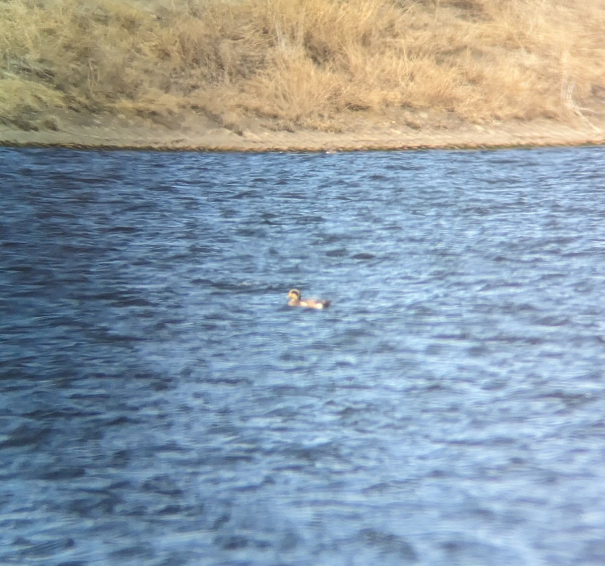 American Wigeon - ML616755741