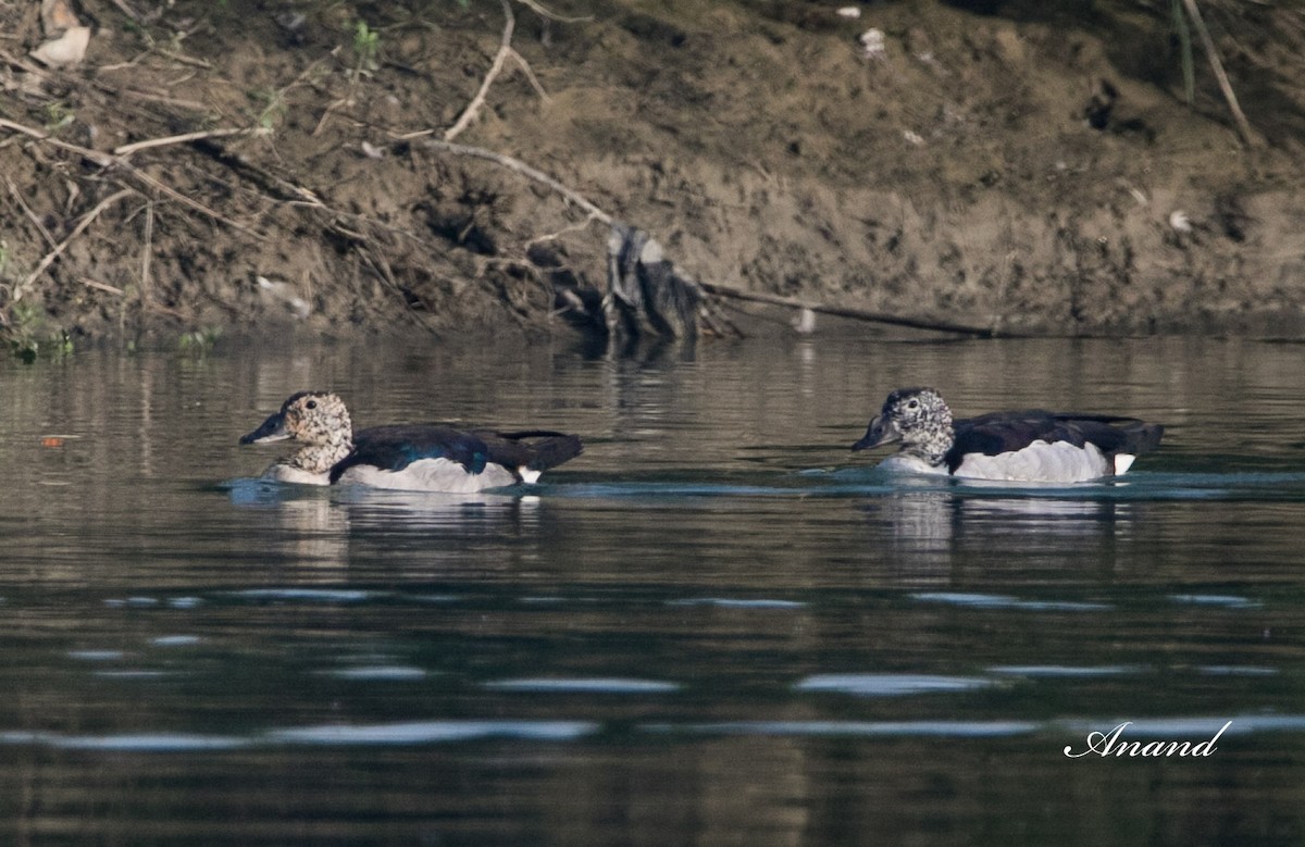 Knob-billed Duck - ML616755745