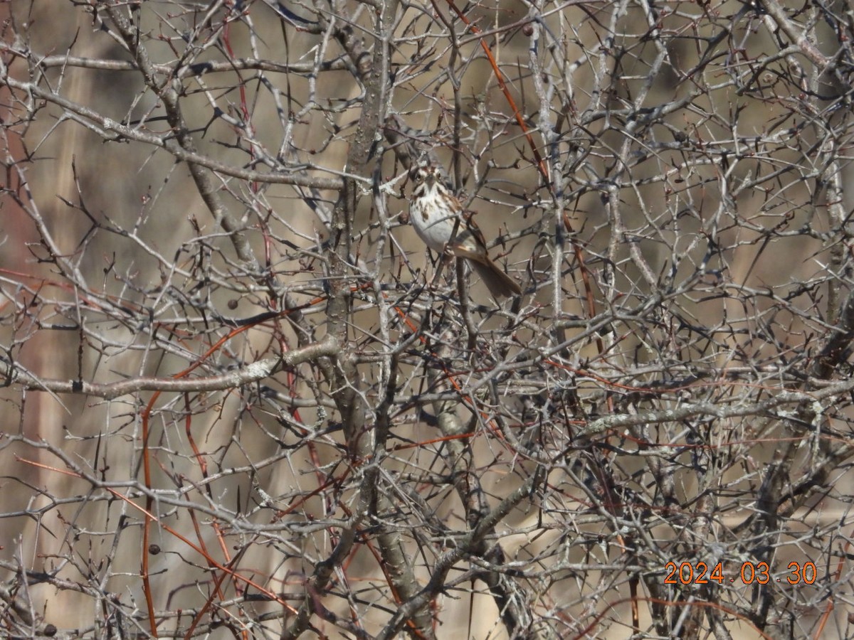 Song Sparrow - ML616755857