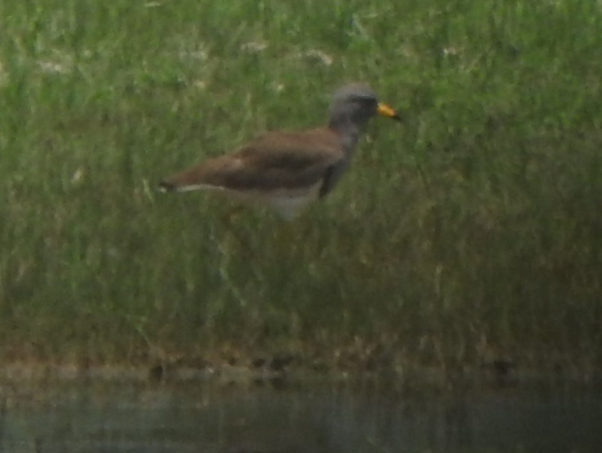 Gray-headed Lapwing - ML616755881