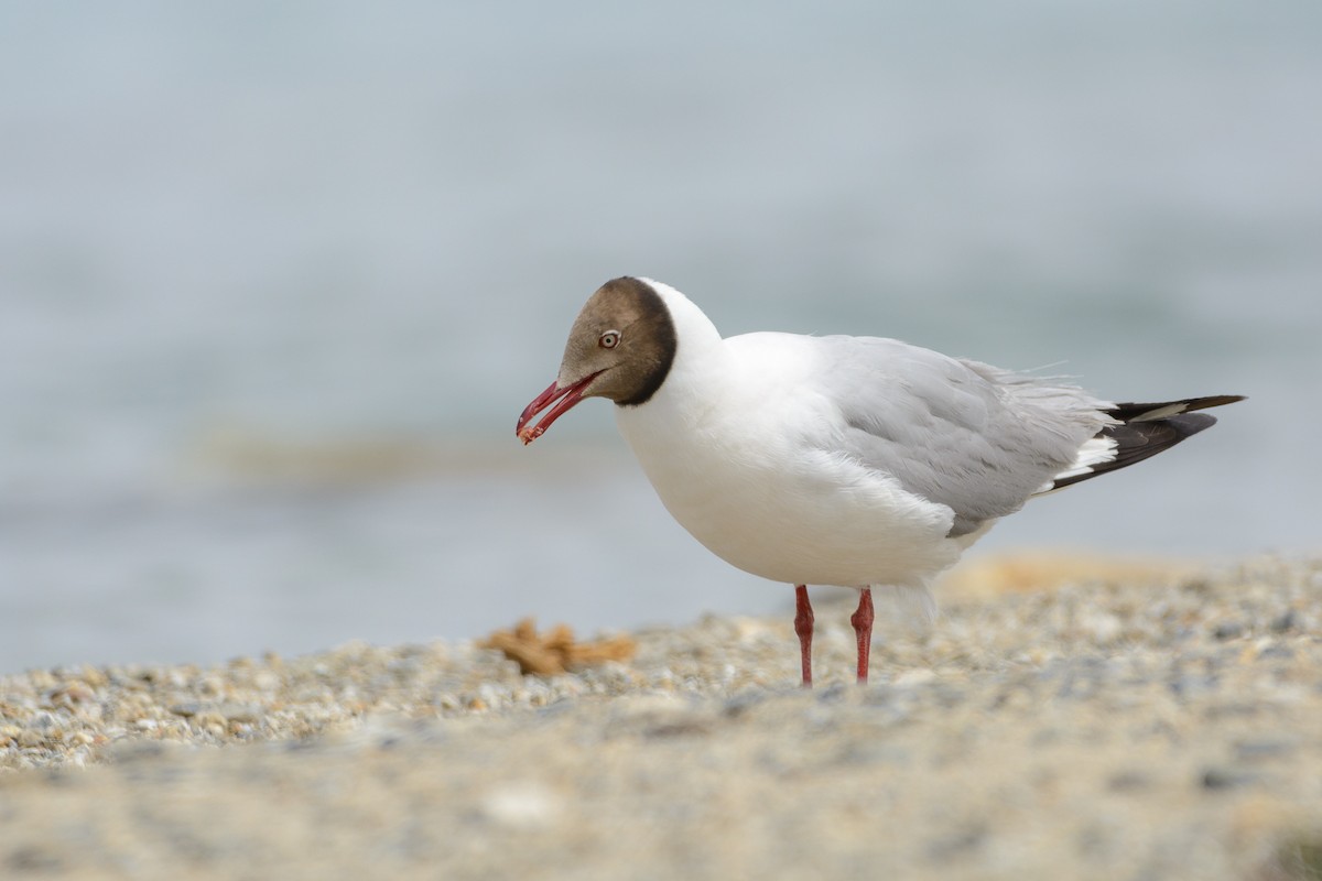 Gaviota Centroasiática - ML616755886