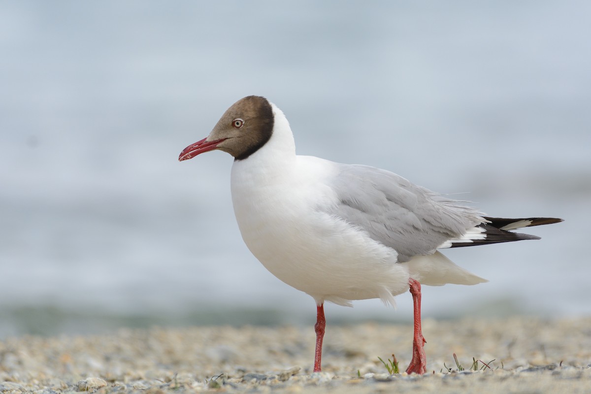 Brown-headed Gull - Poojan Gohil