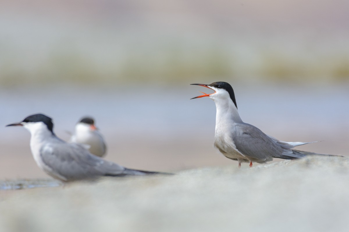 Common Tern - ML616755891