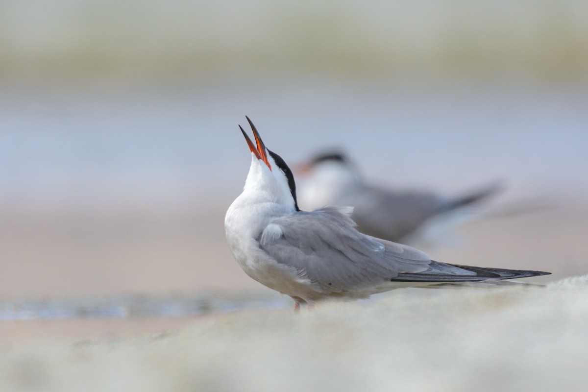 Common Tern - Poojan Gohil