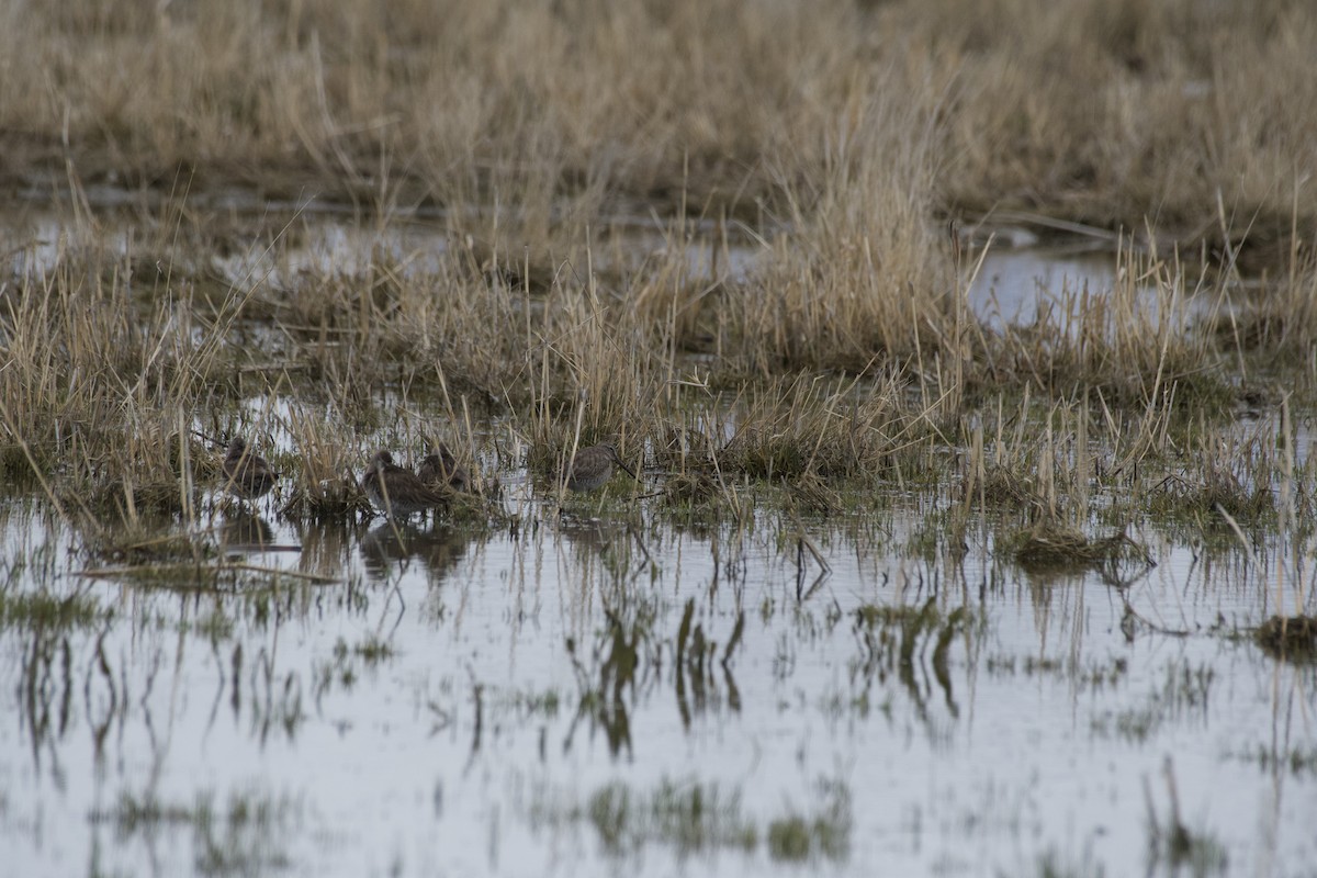 Long-billed Dowitcher - ML616755933