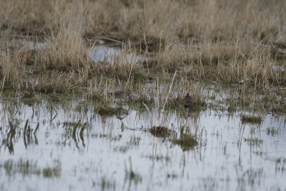 Long-billed Dowitcher - ML616755934