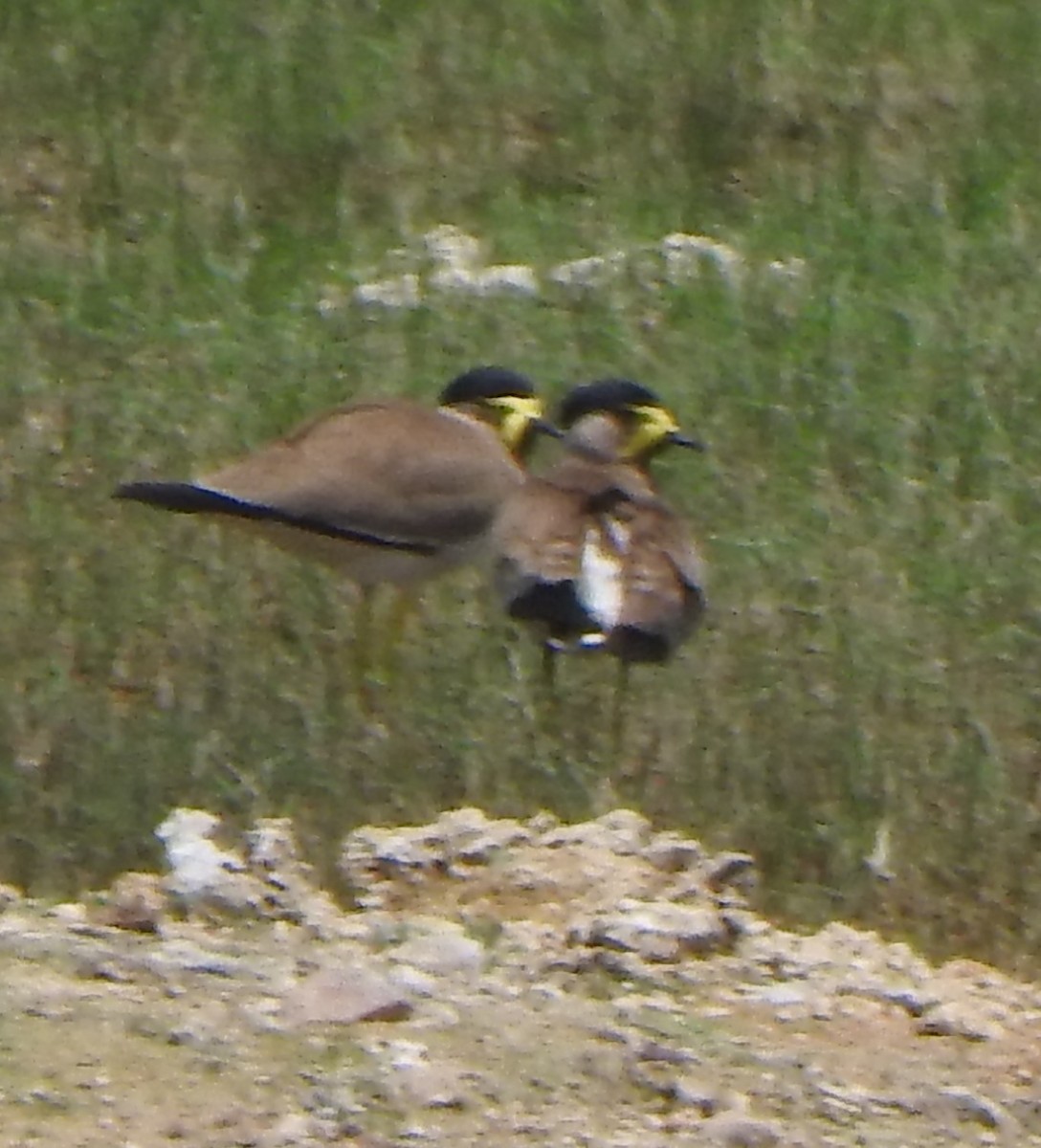 Yellow-wattled Lapwing - ML616755948