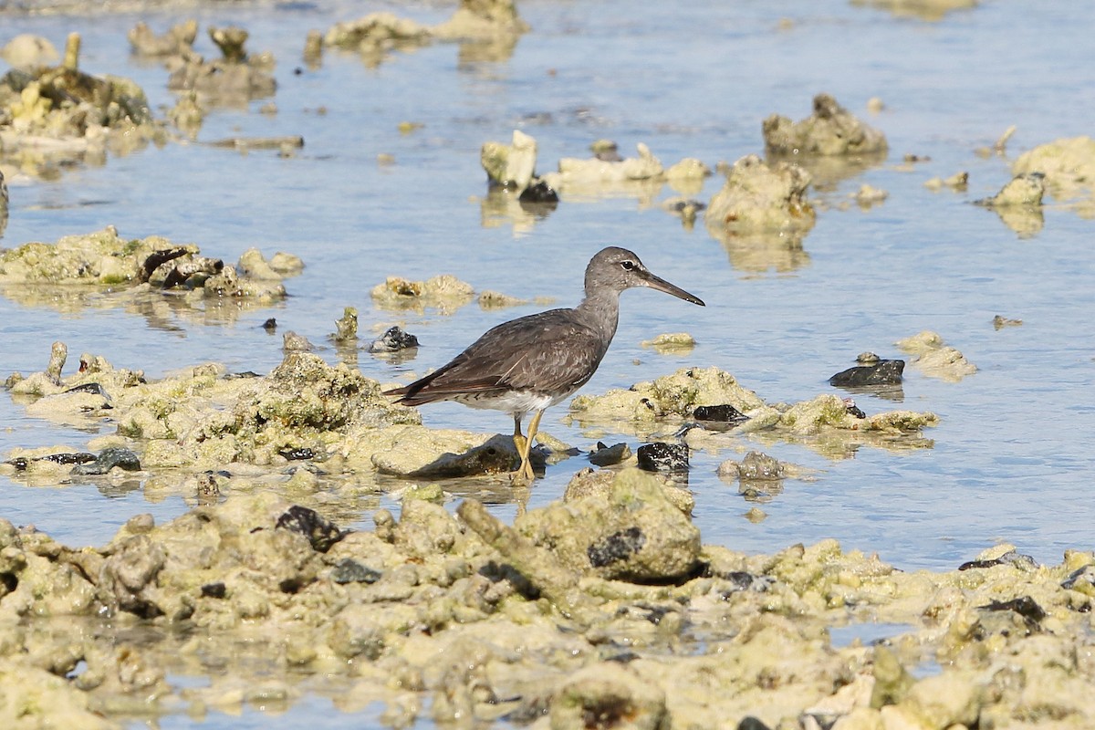 Wandering Tattler - ML616755995