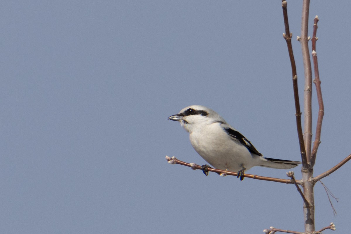 Great Gray Shrike - ML616755997