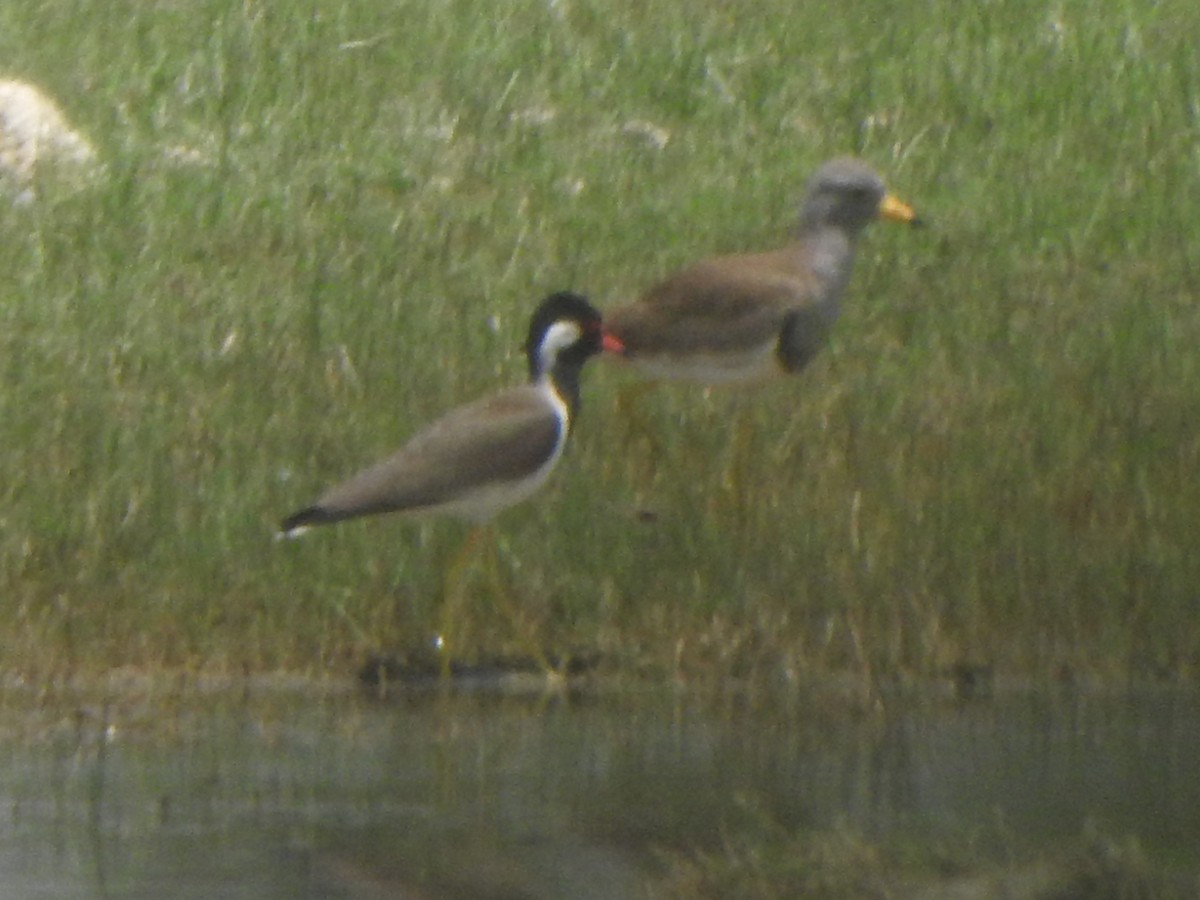 Gray-headed Lapwing - ML616756048