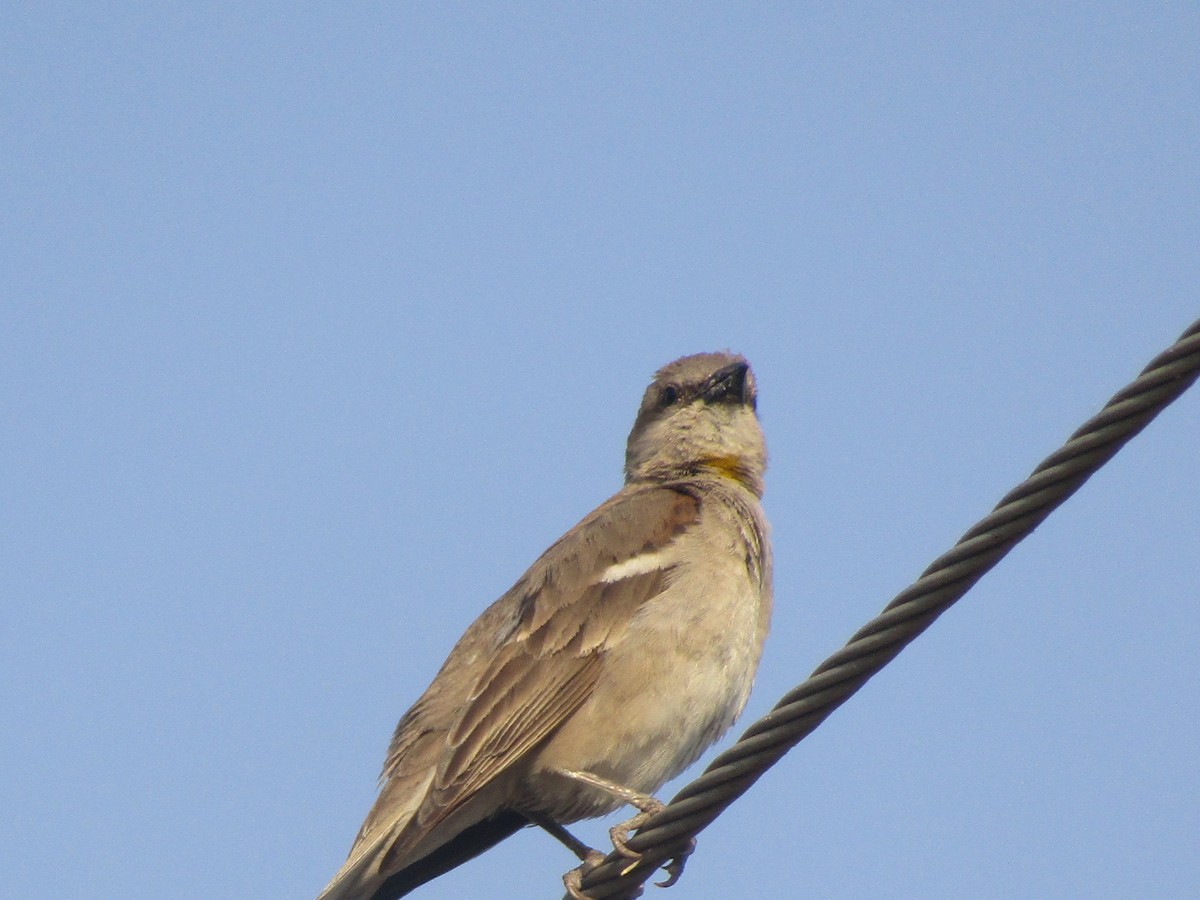 Yellow-throated Sparrow - Shaunak Deshpande